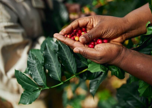 The World’s Best Coffee-Growing Countries: A Guide for UK Coffee Lover